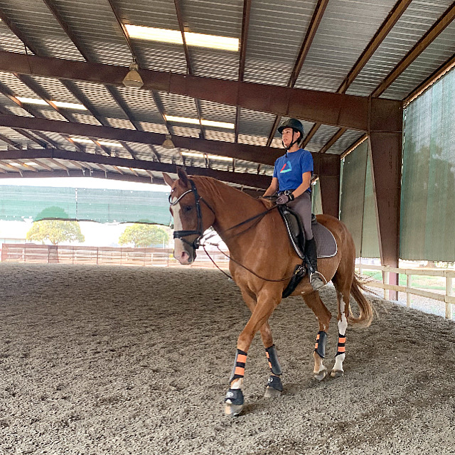 horse and rider in dressage court