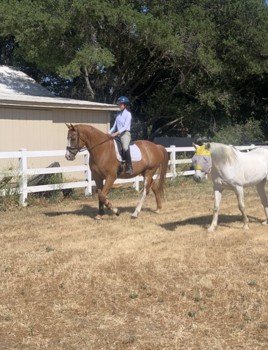 girl riding orange horse with grey horse following them