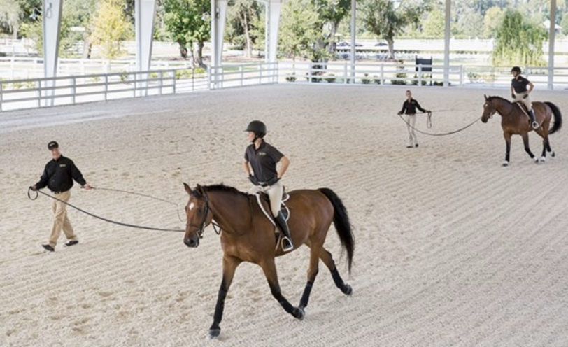 horse and rider on lunge line in covered arena