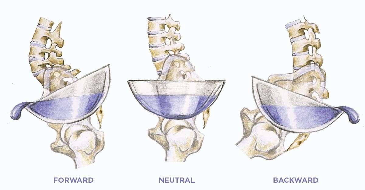 spine is neutral so it doesn't tip forwards or backwards