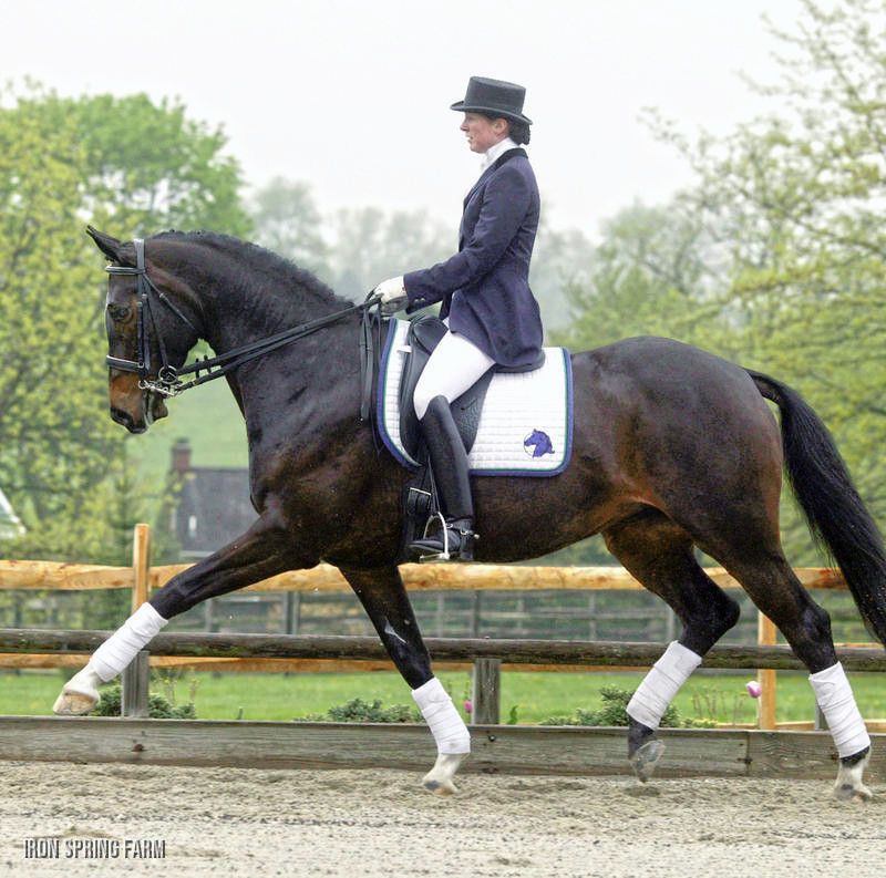 dark horse with female dressage rider. Rider sits deeply.