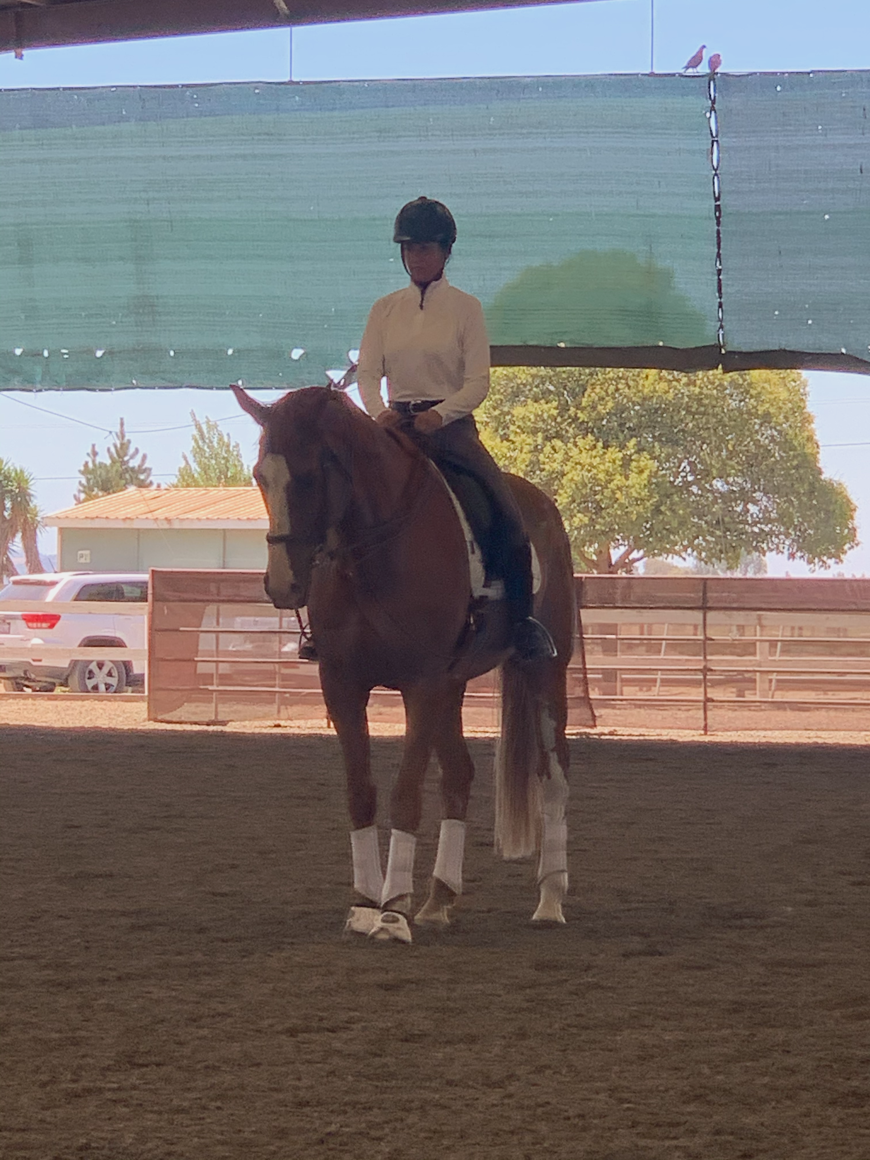 girl riding horse indoor arena