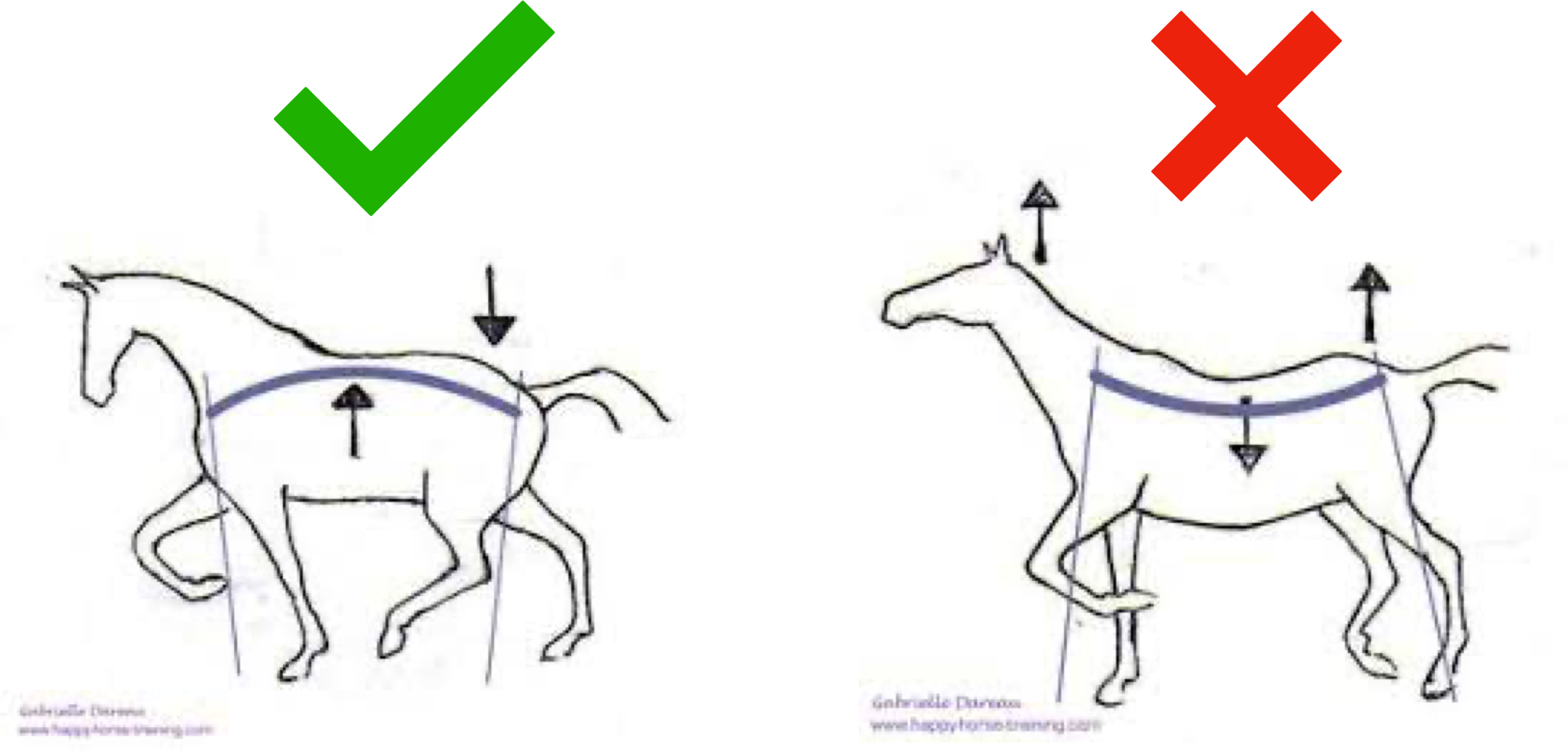 horse uncollected versus horse collected